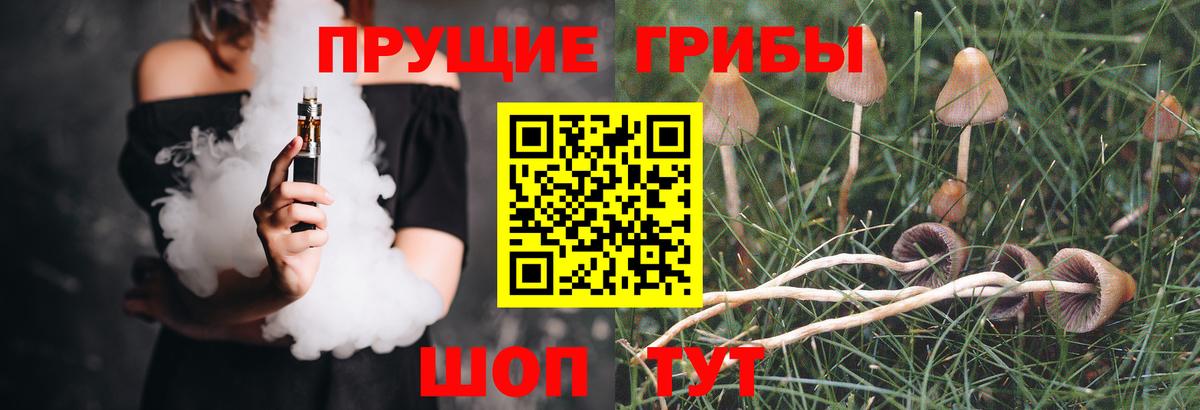 Медногорск  Псилоцибиновые грибы Cubensis  купить  цена  Вход с VPN 